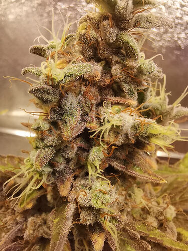 Growreport Bild 13