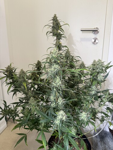 Growreport Bild 17