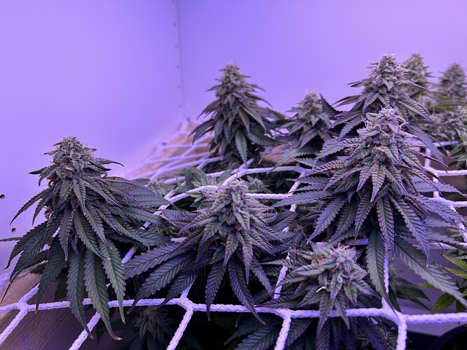 Nahaufnahme von Cannabis-Blüten in der späten Blütephase, die durch ein Scrog-Netz wachsen.
