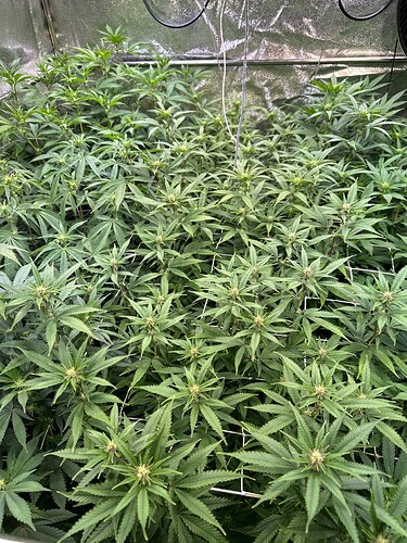 Growreport Bild 8