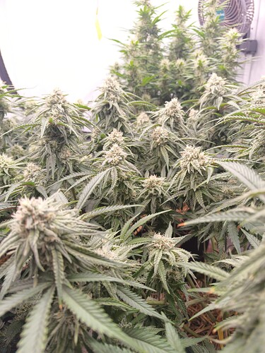 Growreport Bild 2