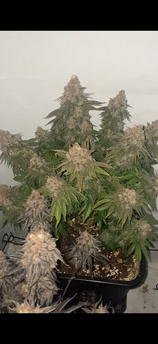 Growreport Bild 23