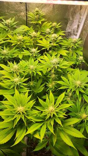 Draufsicht auf mehrere blühende Cannabispflanzen in einem Growzelt.