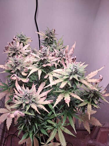 Growreport Bild 13