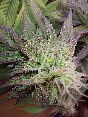 Growreport Bild 5