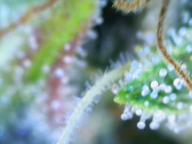 Makroaufnahme von Cannabis-Trichomen, die klar bis milchig erscheinen, mit einigen weißen Stempeln, was auf eine späte Blütephase hindeutet.