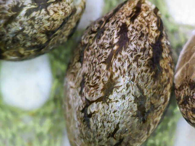 Image_2025-04-10 10_03_56_047