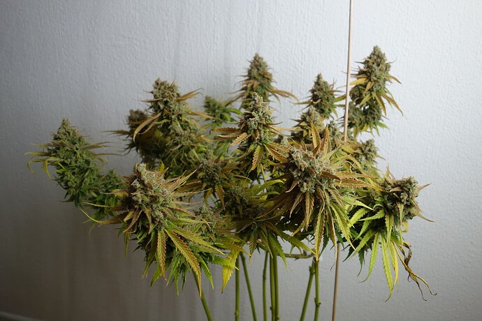 Growreport Bild 15