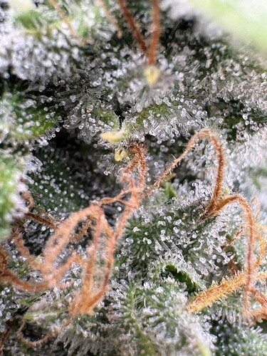 Growreport Bild 8