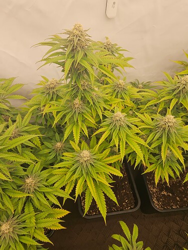 Growreport Bild 5