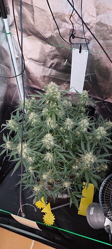Growreport Bild 72