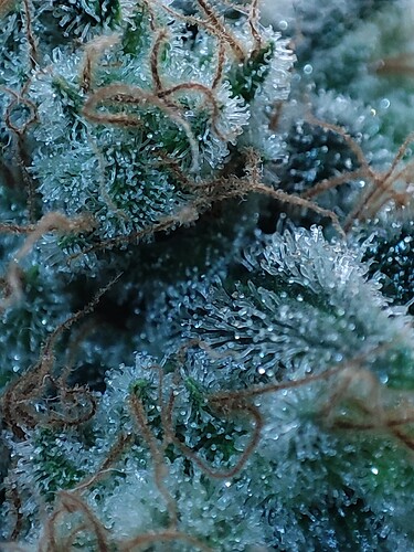Growreport Bild 113