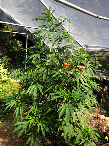 Grow26_0730_07