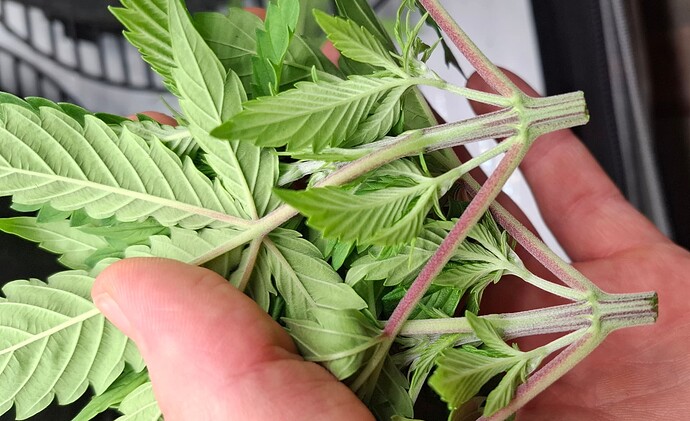 Growreport Bild 8