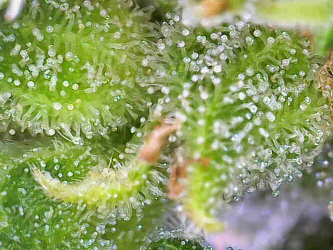 Growreport Bild 25