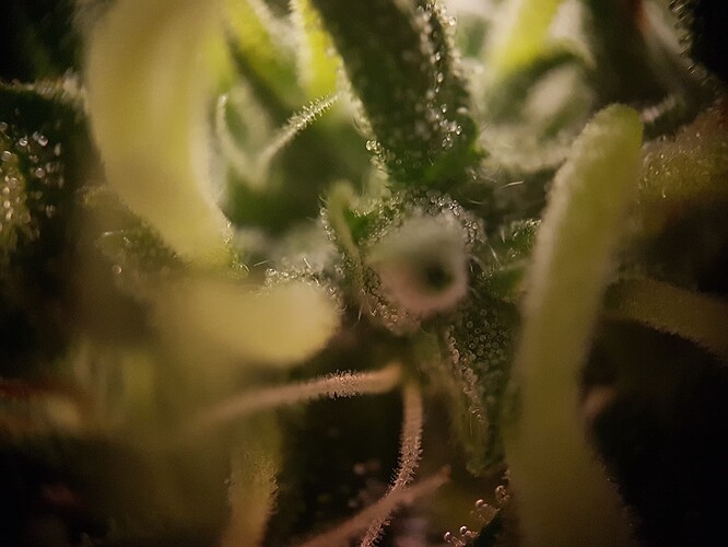 Terp2-3
