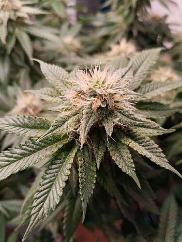 IMG_20250218_094644 - Kopie