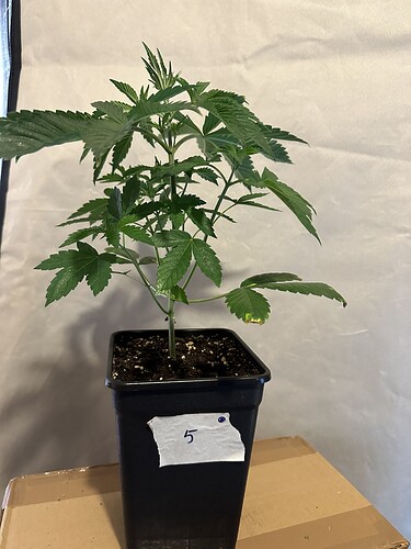 Growreport Bild 7