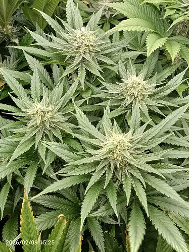 Growreport Bild 6