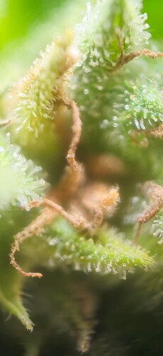 Growreport Bild 61