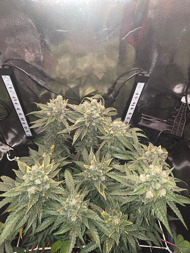 Eine blühende Cap Junky Cannabispflanze in einem Growzelt mit LED-Zusatzbeleuchtung.