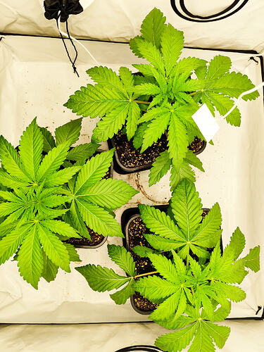 Growreport Bild 4