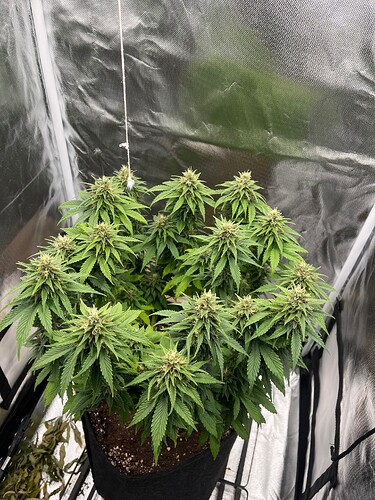 Growreport Bild 1