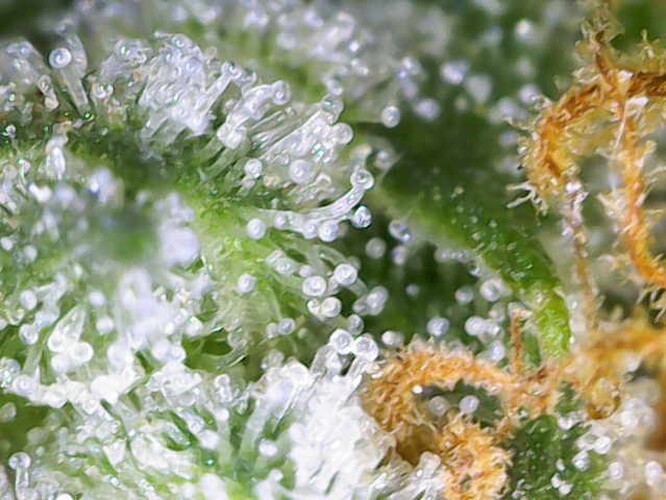 Growreport Bild 10