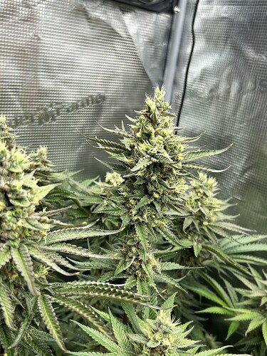 Nahaufnahme einer blühenden Cannabis-Pflanze in einem Growzelt.