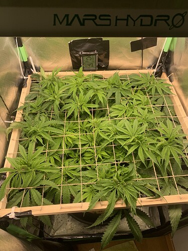 Growreport Bild 6