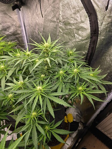 Growreport Bild 7