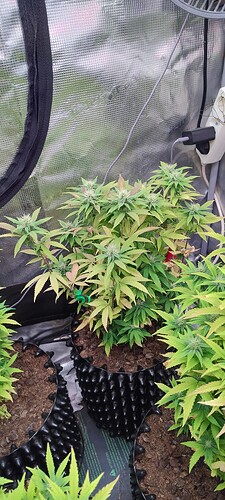 IMG_20251126_220955421_HDR