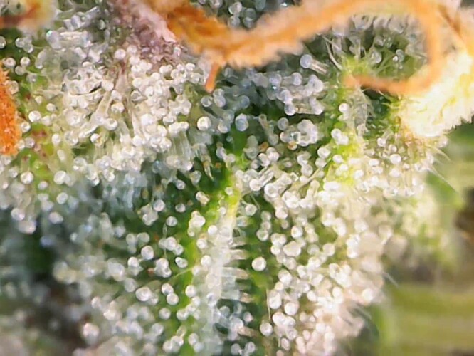 cap_Video_2025-06-07 19_21_33_884_00_03_08_07