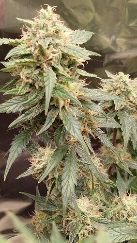 IMG_20240617_175511