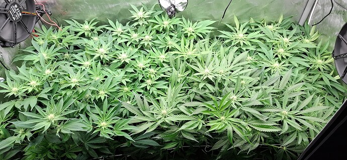 Growreport Bild 1