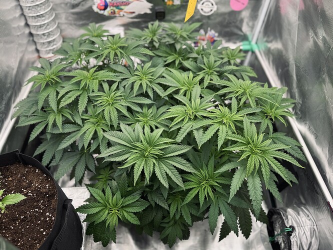 Growreport Bild 6
