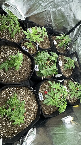 Growreport Bild 5