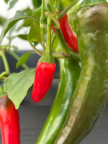 Growreport Bild 3