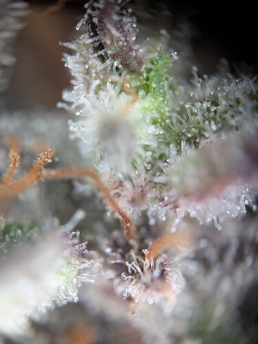 PXL_20241017_154337258.MP