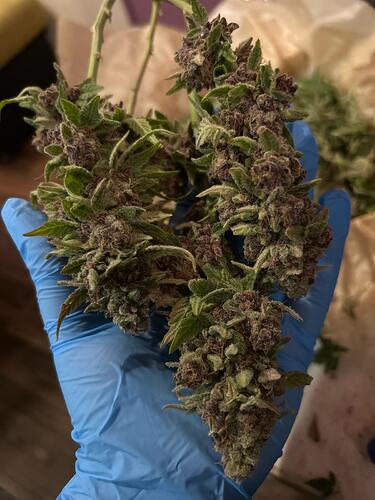 Growreport Bild 10