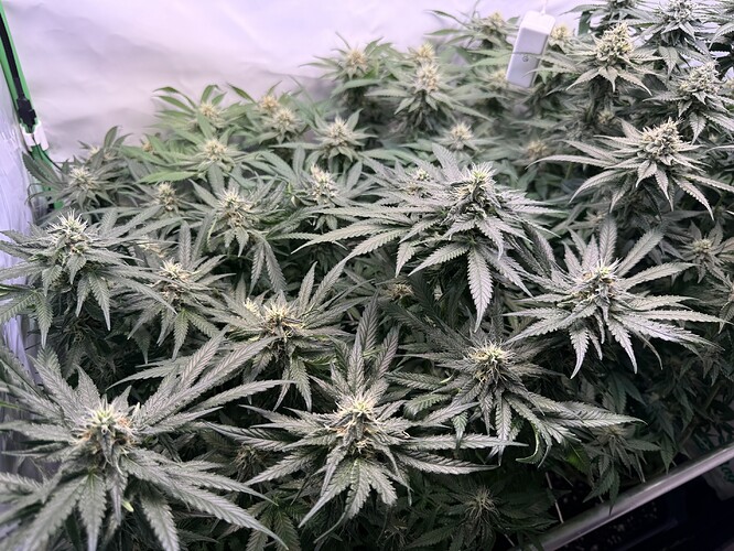 Growreport Bild 14