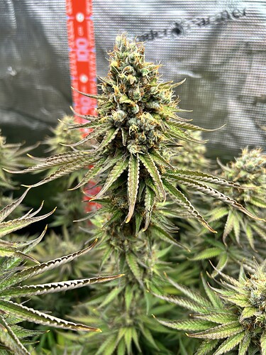 Nahaufnahme eines reifen Cannabis-Buds in einem Growzelt, im Hintergrund ist ein rotes Messband zu sehen.