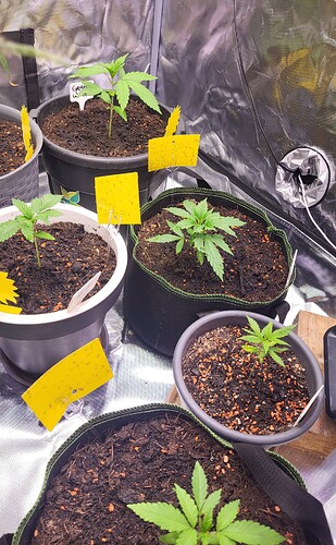 Growreport Bild 3