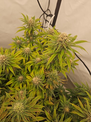 Growreport Bild 15