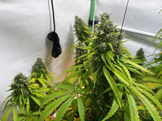 Growreport Bild 6