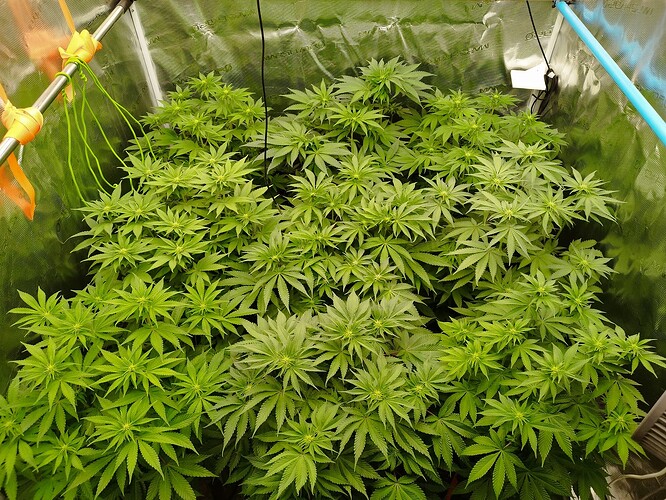 Growreport Bild 2