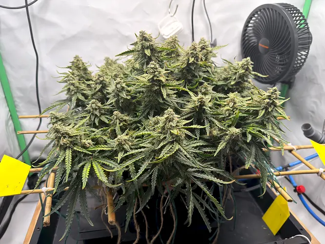 Growreport Bild 5