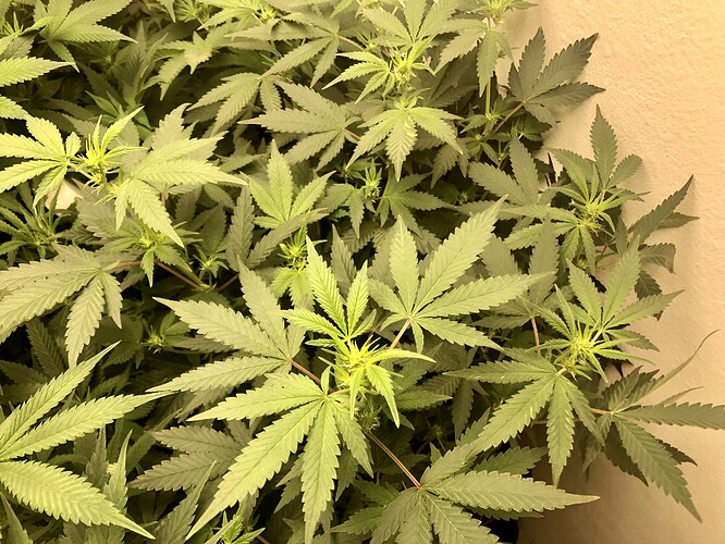 Growreport Bild 6