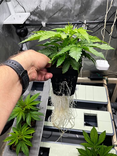 Purple_Thai_Wurzeln_VT11