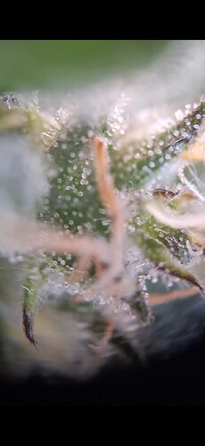 Screenshot_20240612_192716_Gallery